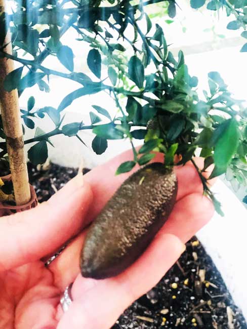 Natalie King Growing Finger Limes